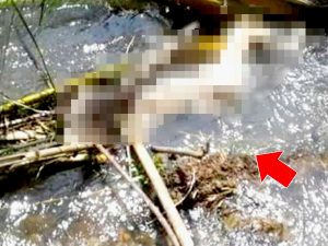 Berikut Identitas Mayat Wanita Tanpa Busana Di Sungai